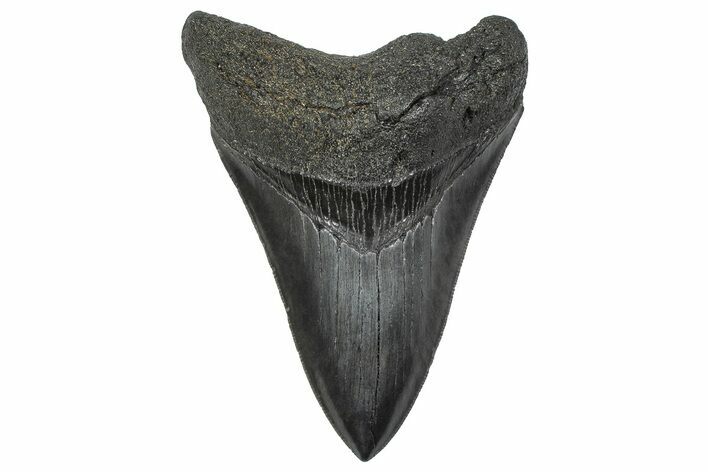 Serrated, Fossil Megalodon Tooth - South Carolina #346179